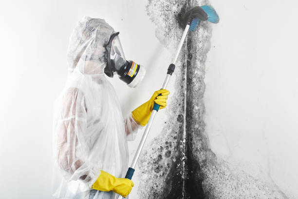 Orleans, VT Mold Removal Company