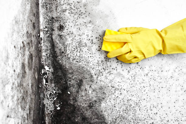 Best Mold Removal for HVAC Installations  in Orleans, VT