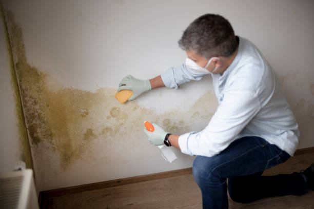 Best Residential Mold Inspection & Testing  in Orleans, VT