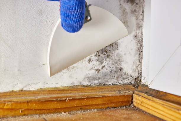 Best Post-Remediation Verification Testing  in Orleans, VT